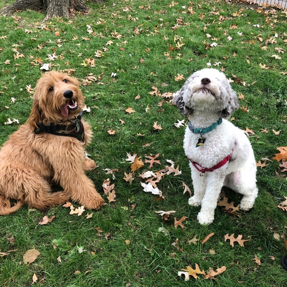 Meet your Posher, Arielle - Picture 1 of 1